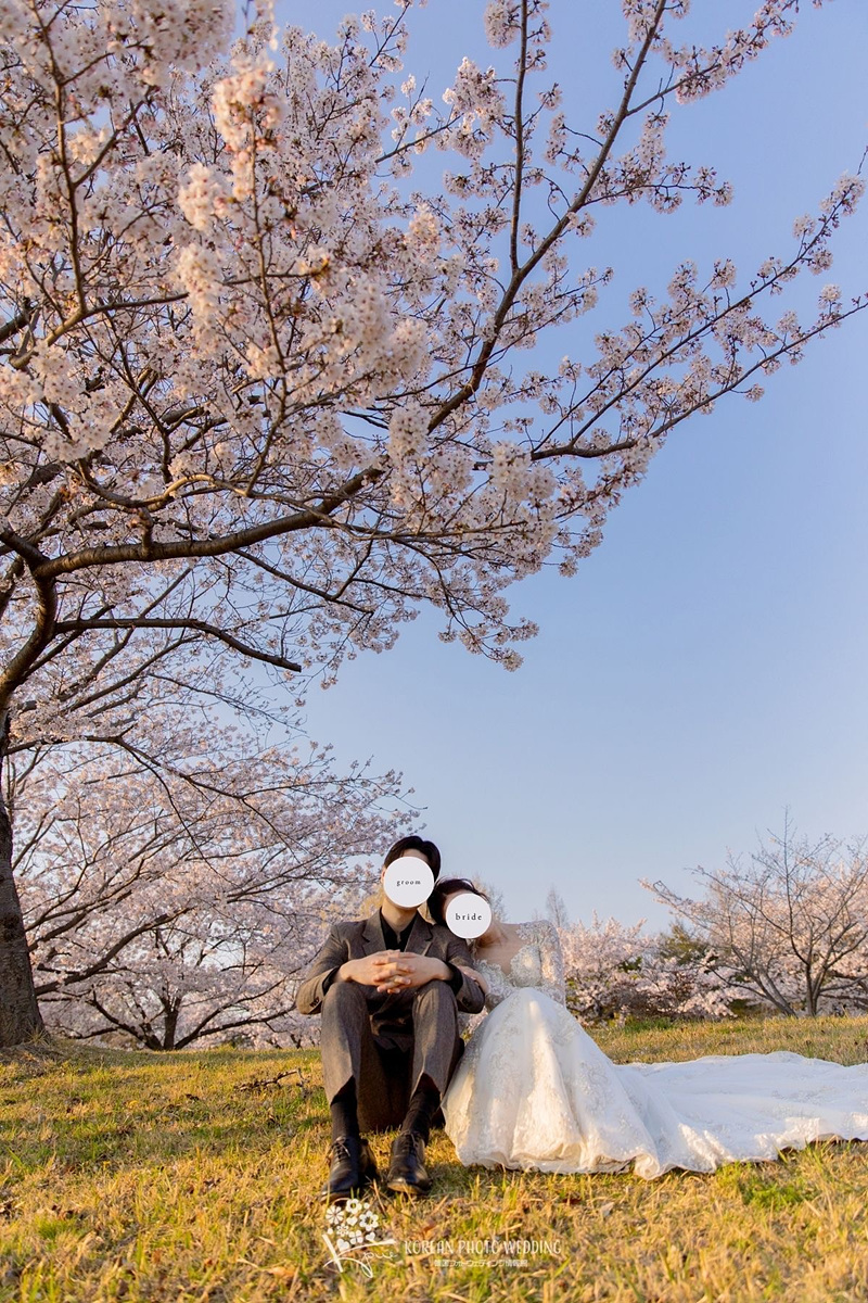 韓国フォト春撮影｜釜山で叶う桜ロケ特集