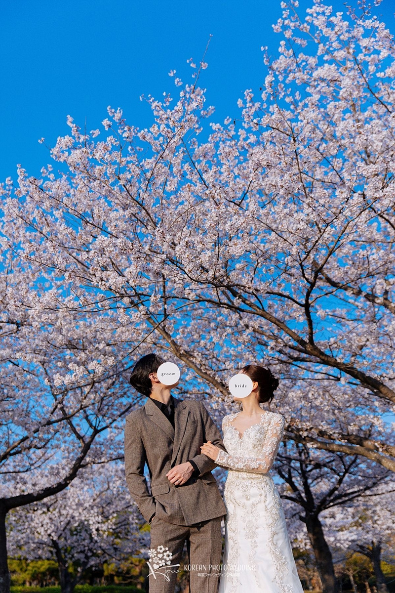 韓国フォト春撮影｜釜山で叶う桜ロケ特集